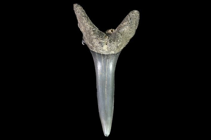 Fossil Sand Tiger Shark Tooth - Georgia #74860